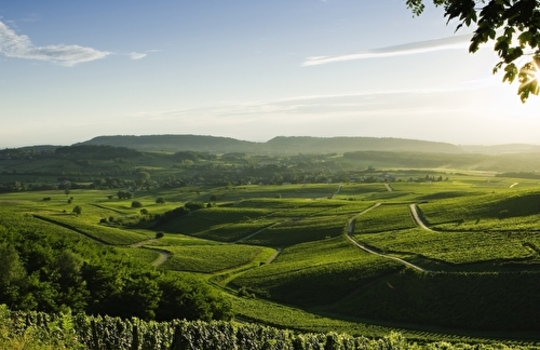 Sur la route des vins de Bourgogne