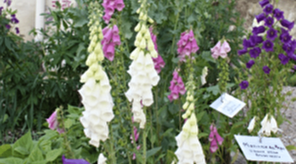 Visite du jardin du curé