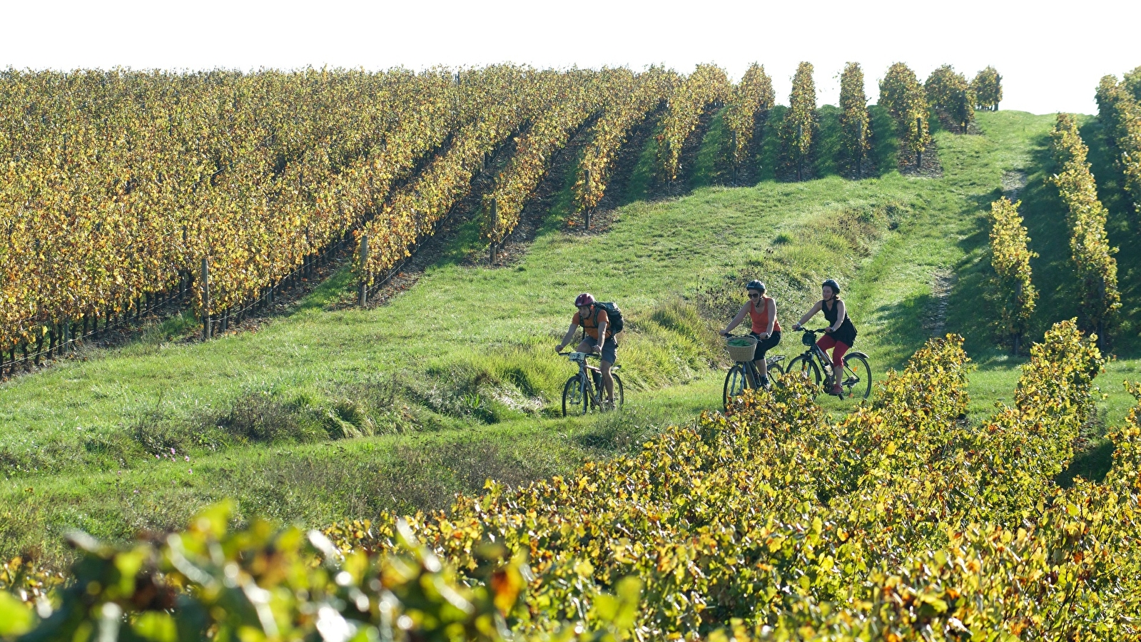 Echappée au coeur du Massif : entre forêts et vignobles