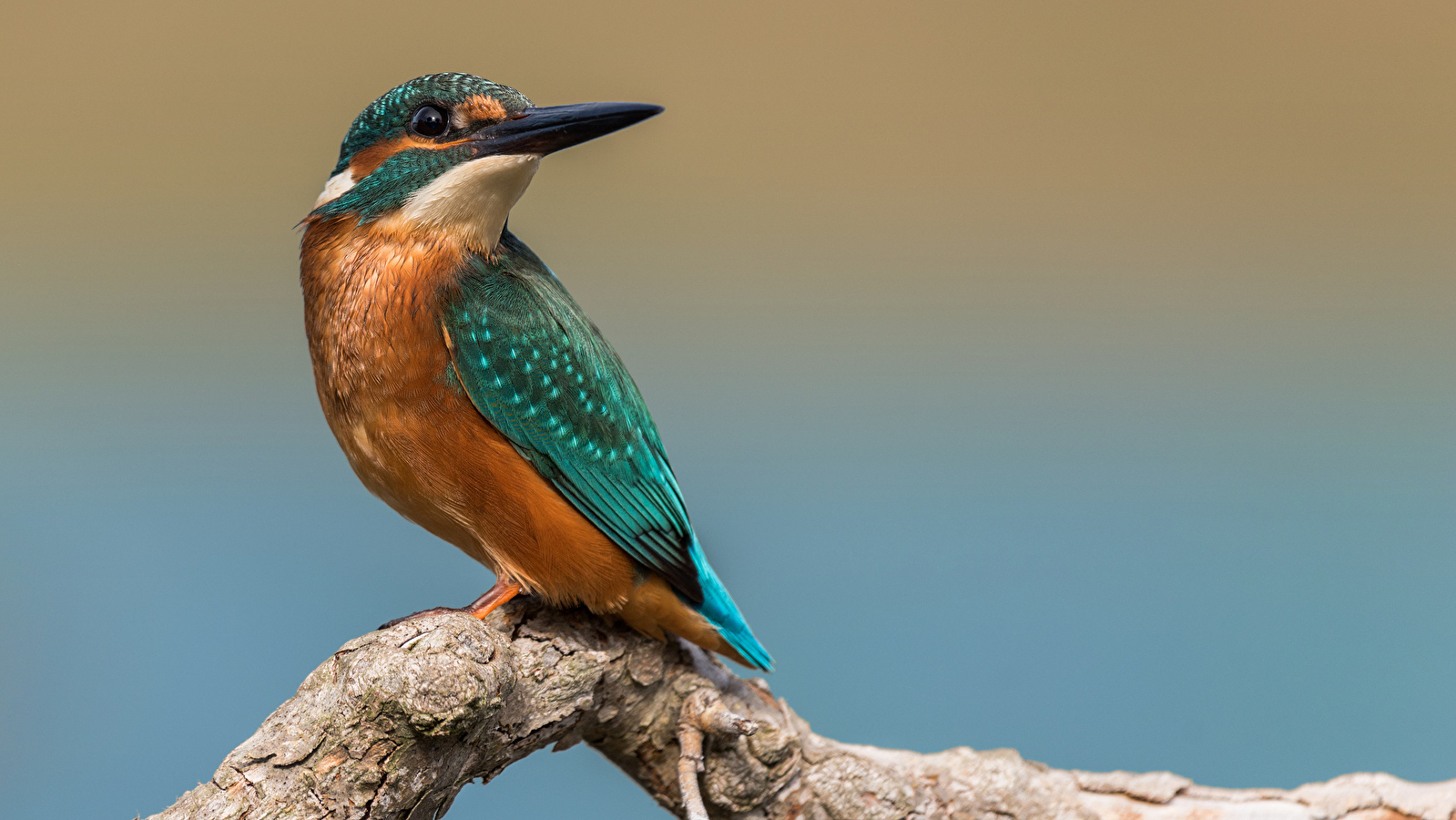 A la découverte des chants d'oiseaux