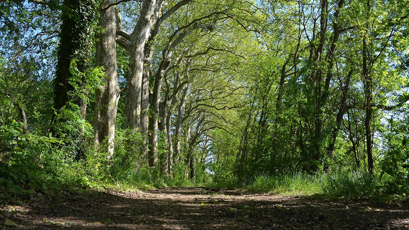 Sentier du réservoir des Pointes