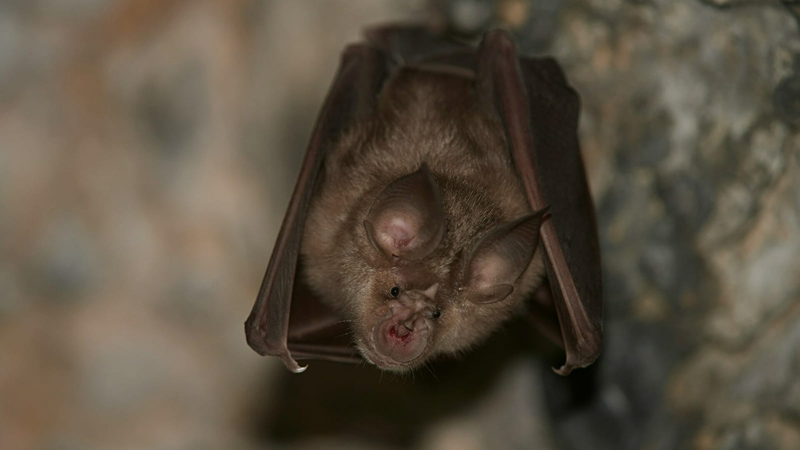 Animusée-vous ! Sur les traces des chauves-souris, dans l'art et la nature