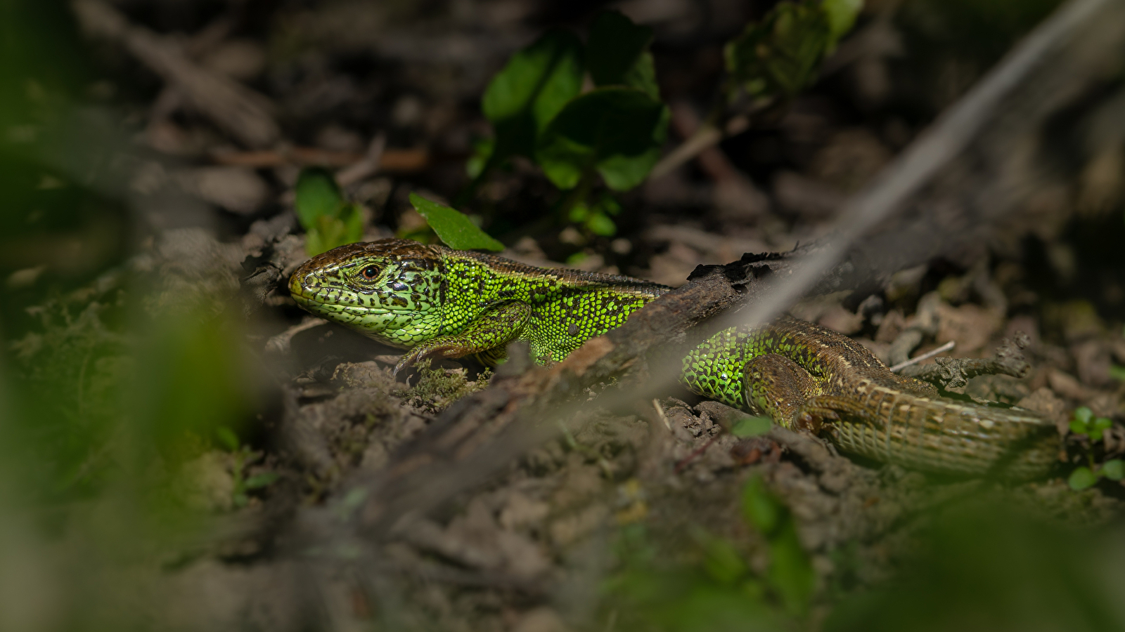 Découverte des reptiles