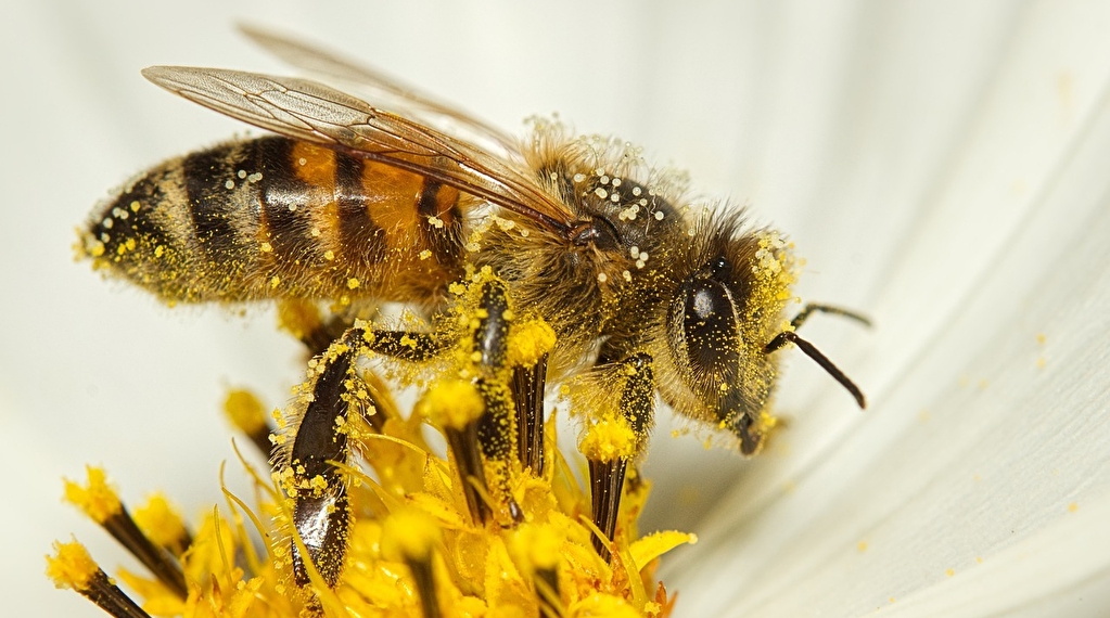 Une journée au cœur du monde des abeilles