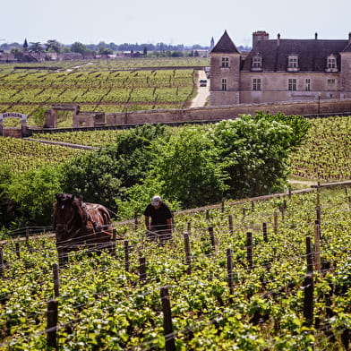 COMMINES, le guide pour une visite extraordinaire de Dijon et d'autres lieux en Côte-d'Or