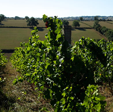 Domaine Roche des Bancs 