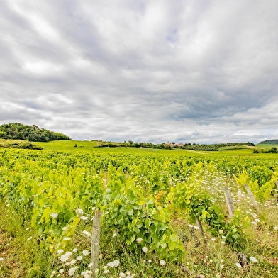 Cœur de Vignes