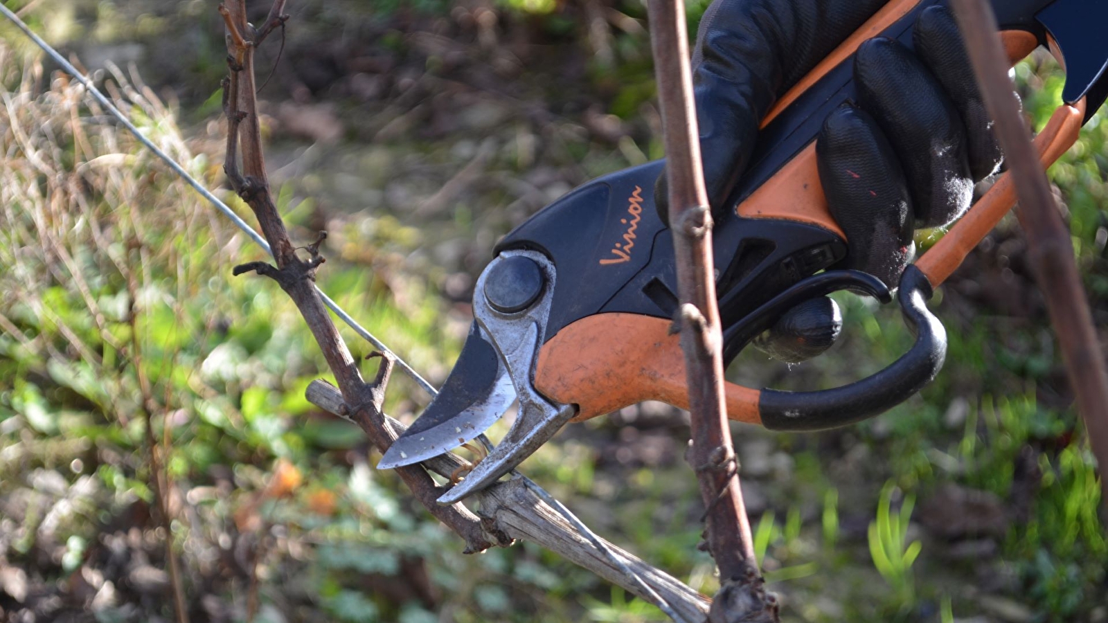 Atelier découverte taille de la vigne Du 18 janv au 1 fév 2025