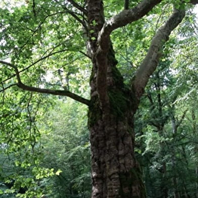 Sortie nature : La forêt protège  