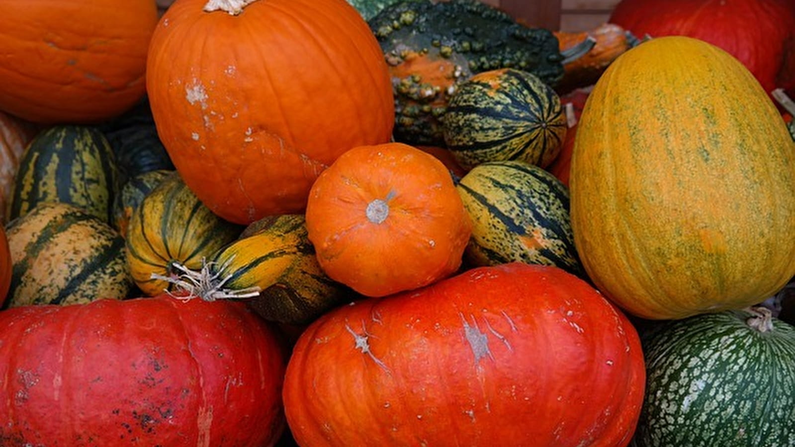 Fête de la Courge