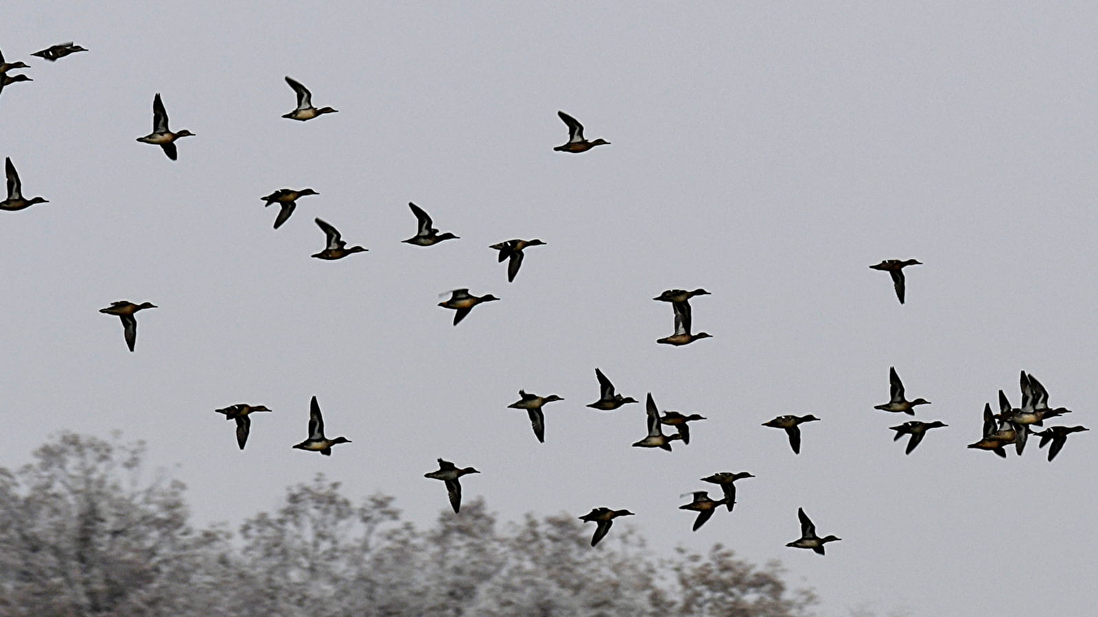 A la découverte des oiseaux hivernants des étangs de Baye et Vaux 