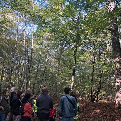 Sortie nature : Éloge de la biodiversité forestière samedi 26 avril 2025