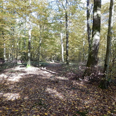 Randonnée en forêt