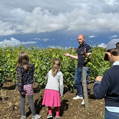 Il était une fois la vigne