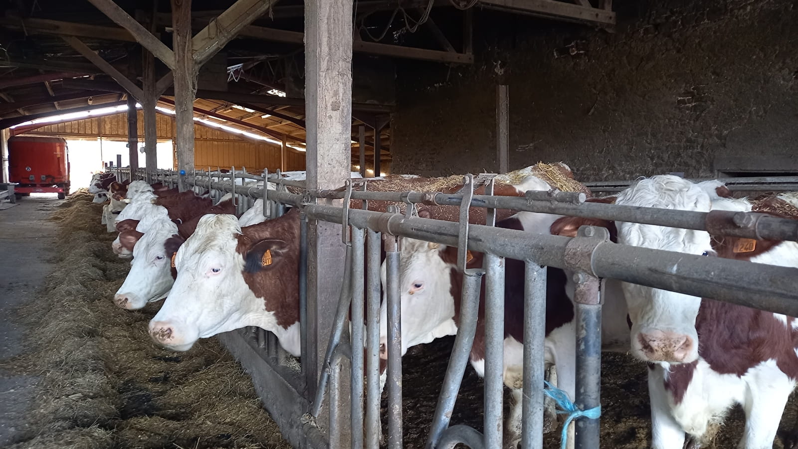 Oh la vache ! Visite d'une exploitation fromagère familiale