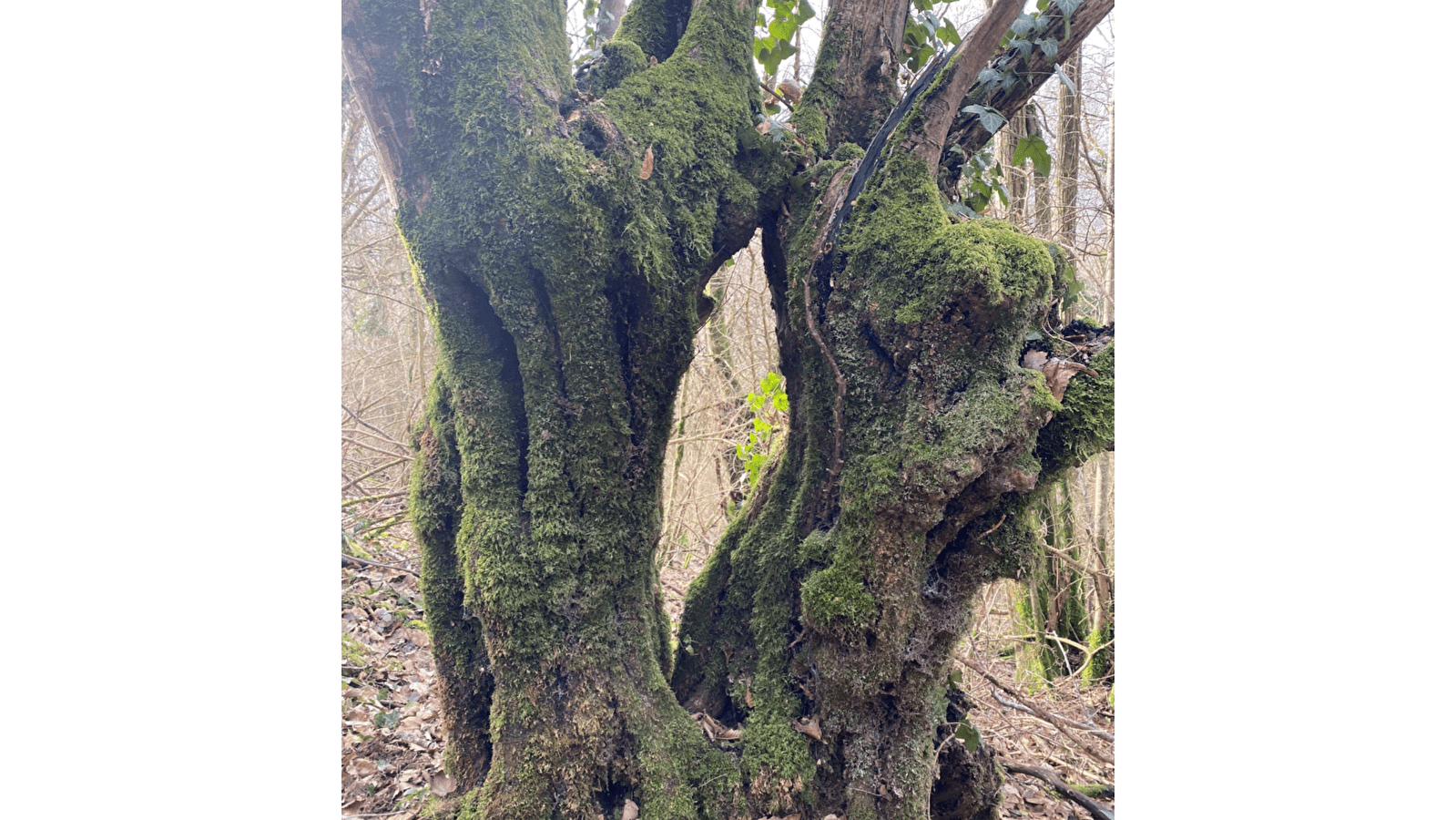 Escapades nature : La vie autour des arbres