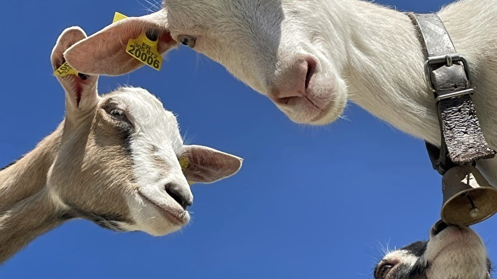 Visite de la ferme de la fruitiere