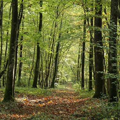 Sortie nature : Les arbres communiquent 26 février et 20 septembre 2025