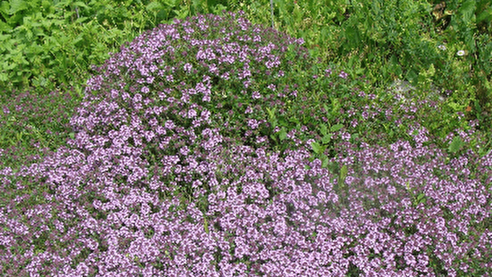 Stage : plantes et automne. Herboriser, cure de saison, prévention santé et Qi Gong.