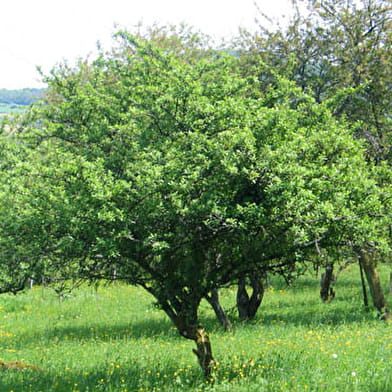 Sentier de la mirabelle