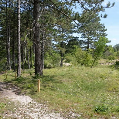 Des carrières de la Lie à la Solitude - La Roche-Vineuse