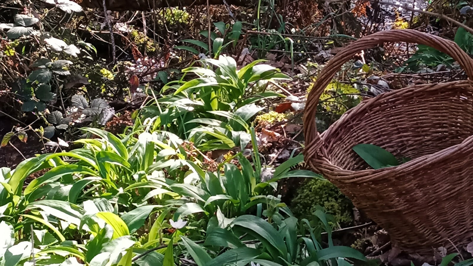 Sortie plantes et vannerie