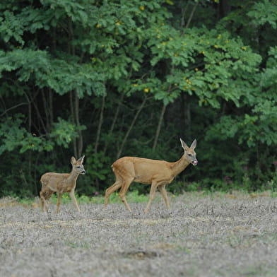 Randonnée : Approche matinale de la faune forestière ENS2025 - sur réservation