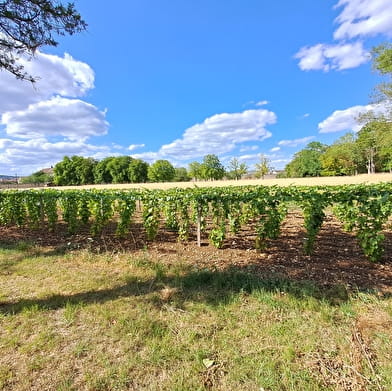 Beaune Underground : Faubourg St-Nicolas, ancien quartier vigneron 