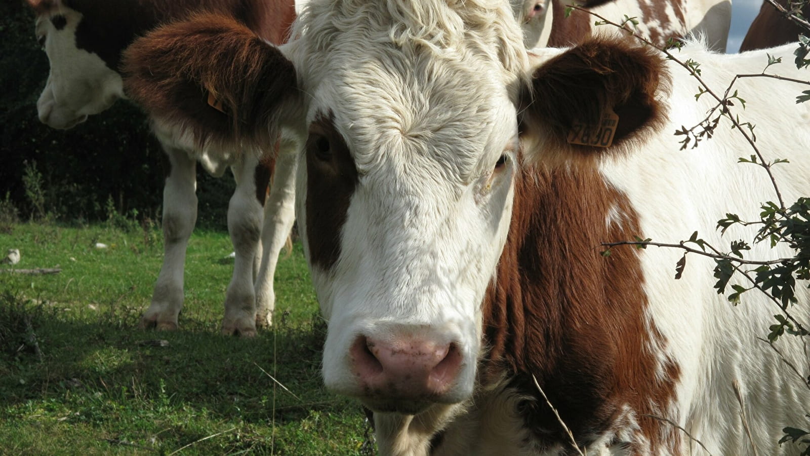 Visite guidée de la ferme