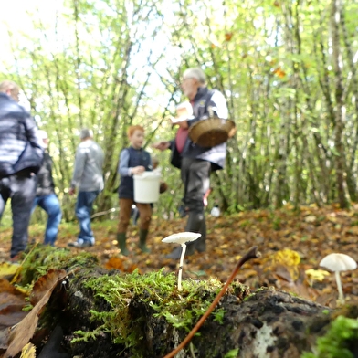 Sortie champignons _ENS2025  'sur réservation'