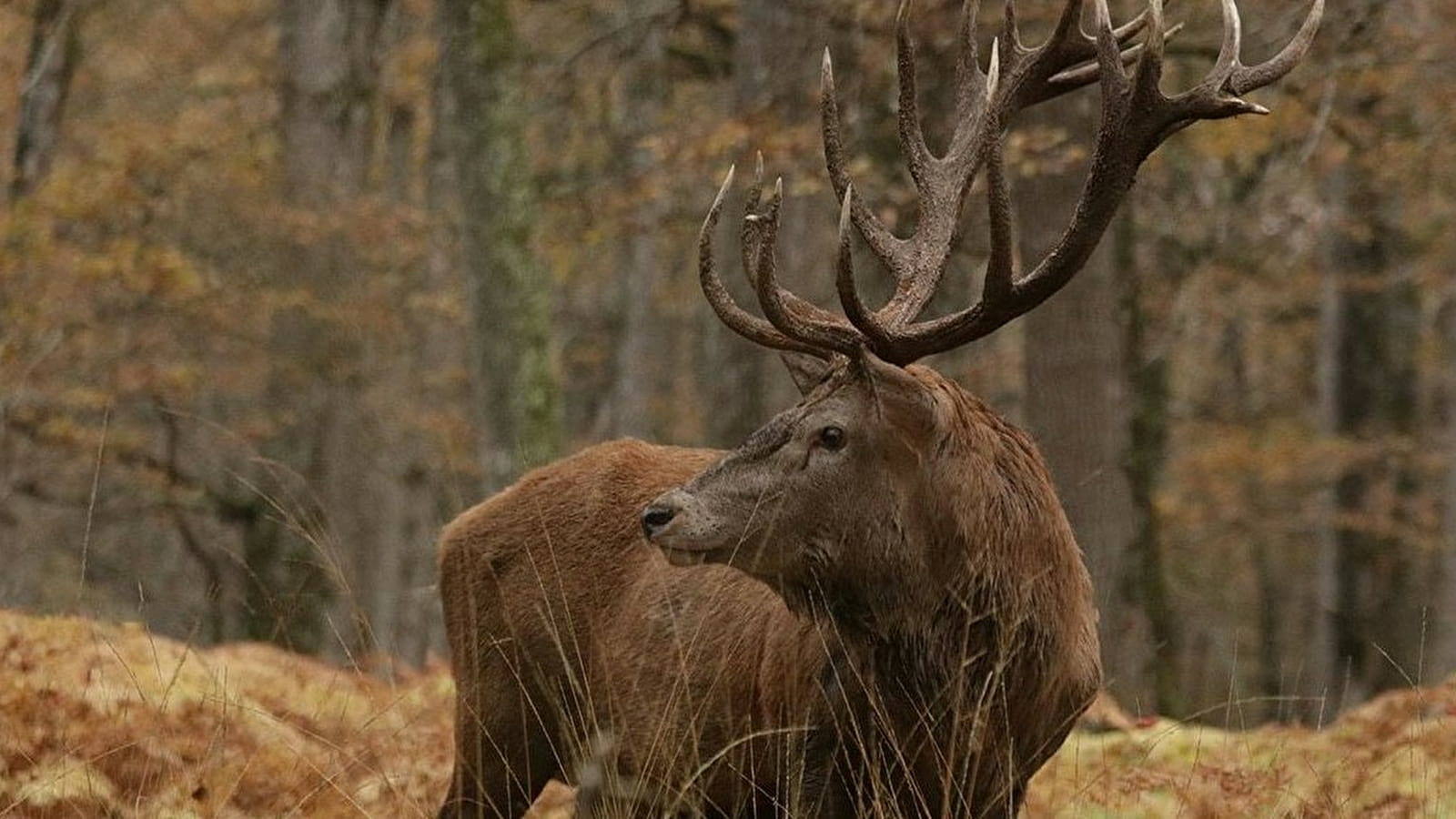 Le brame du cerf