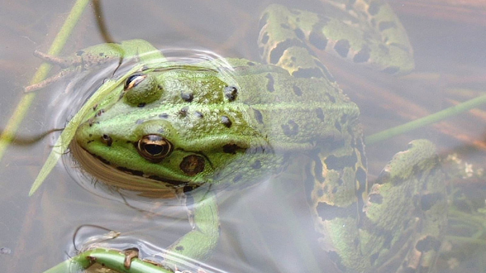 Escapades nature : 'Grenouille et Cie'