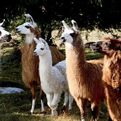 Les lamas