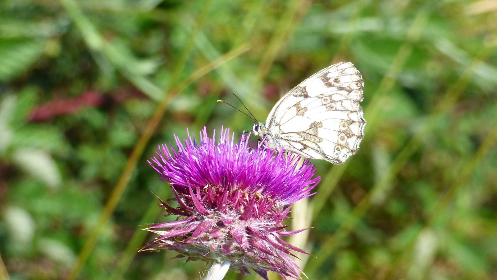 Le ballet des papillons