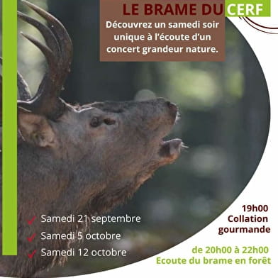 Le brame du cerf