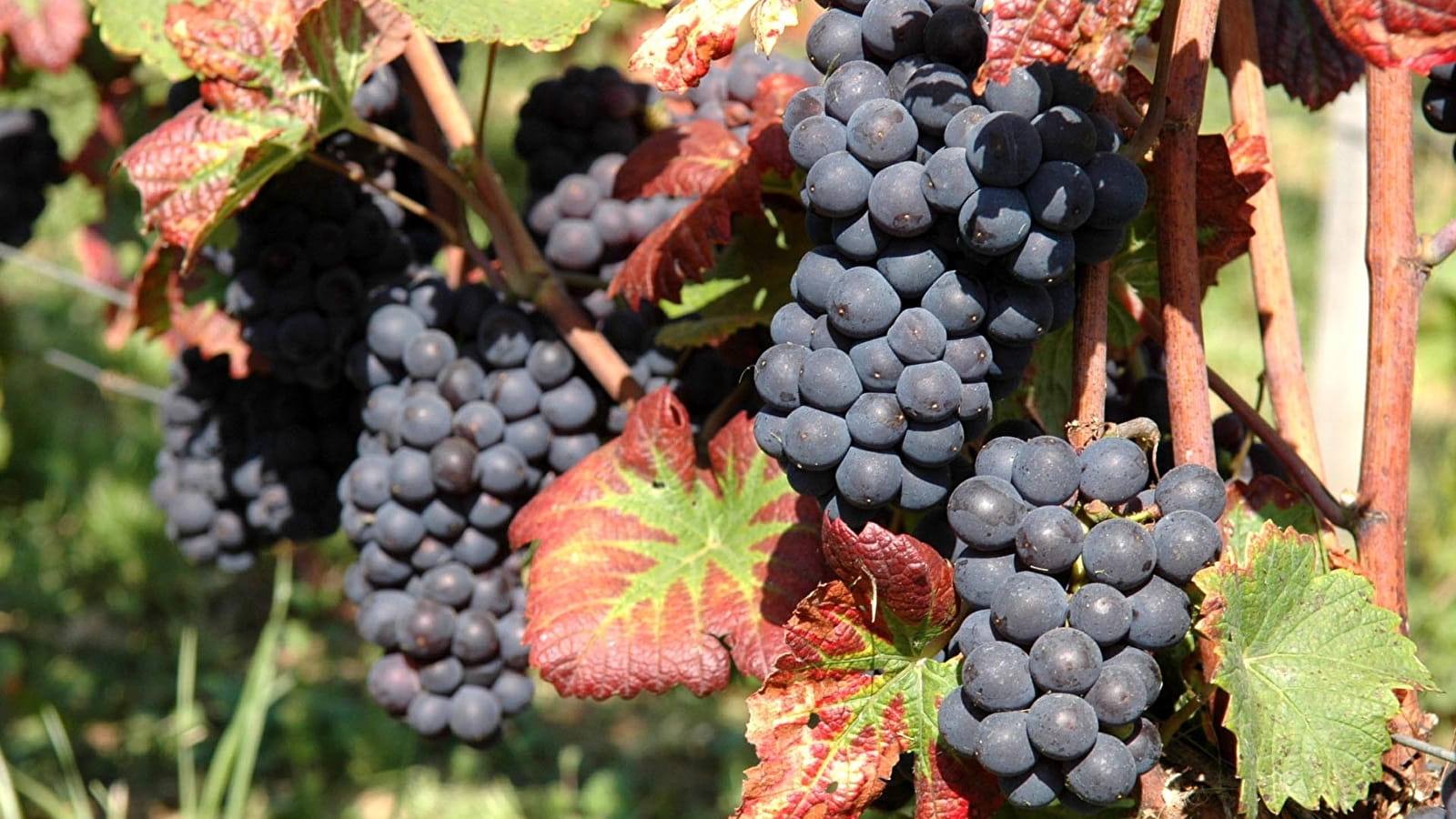 Au coeur des Grands Crus de Bourgogne