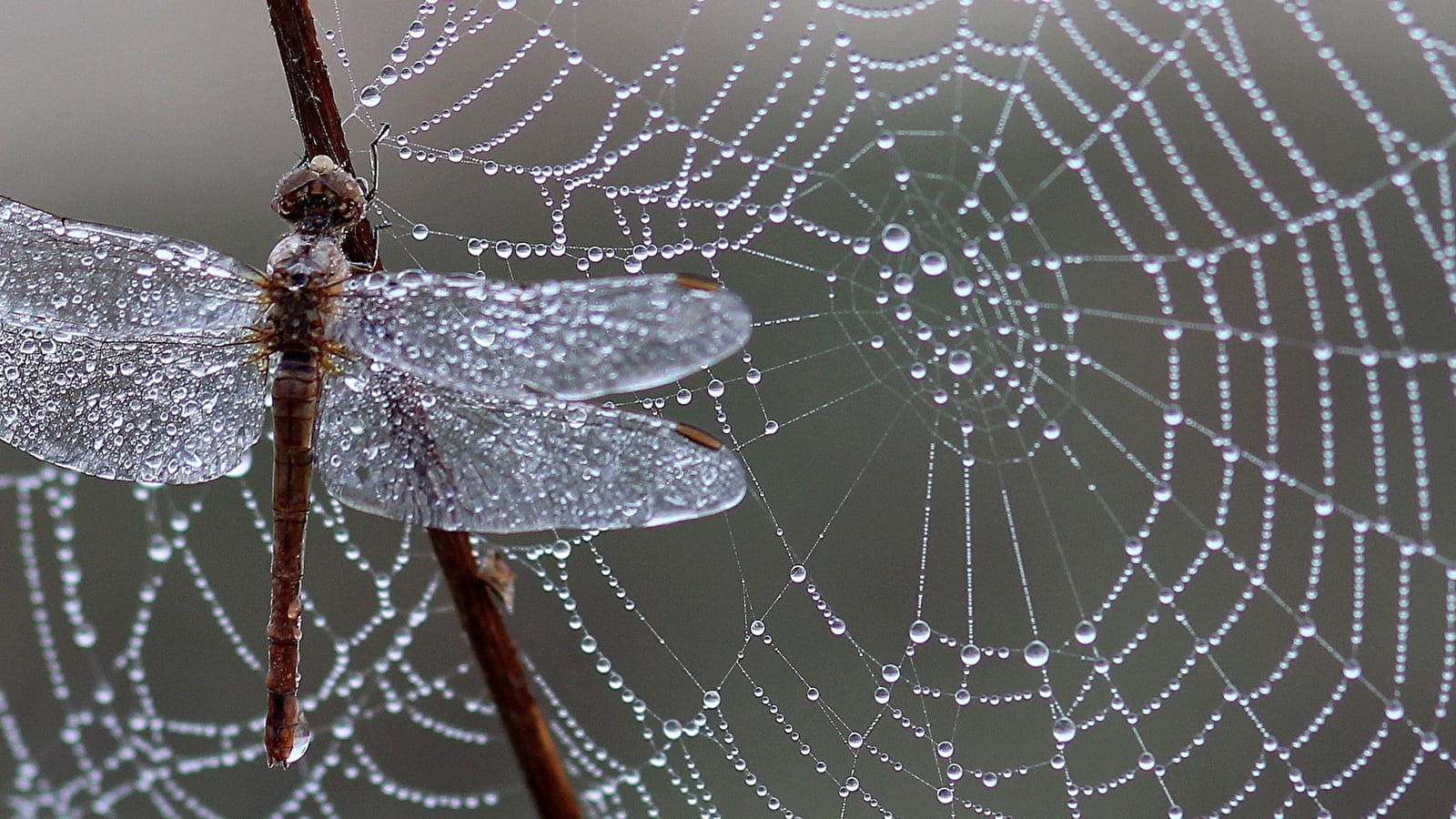 Sortie nature 'Quand le vivant nous inspire : le biomimétisme'  