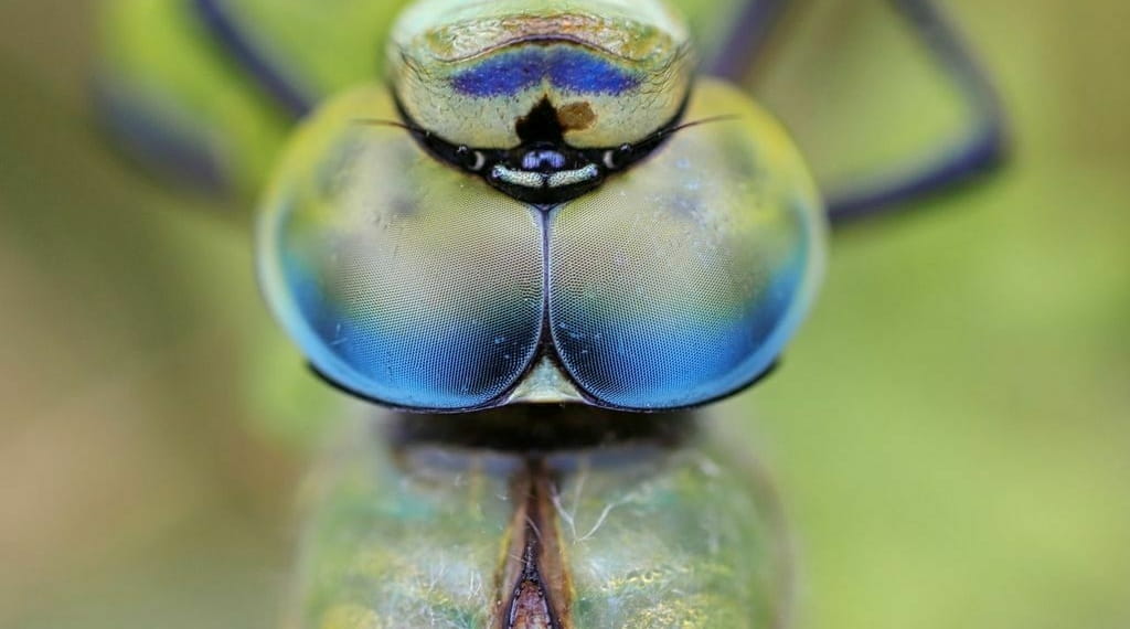 Biomimétisme : innover en s