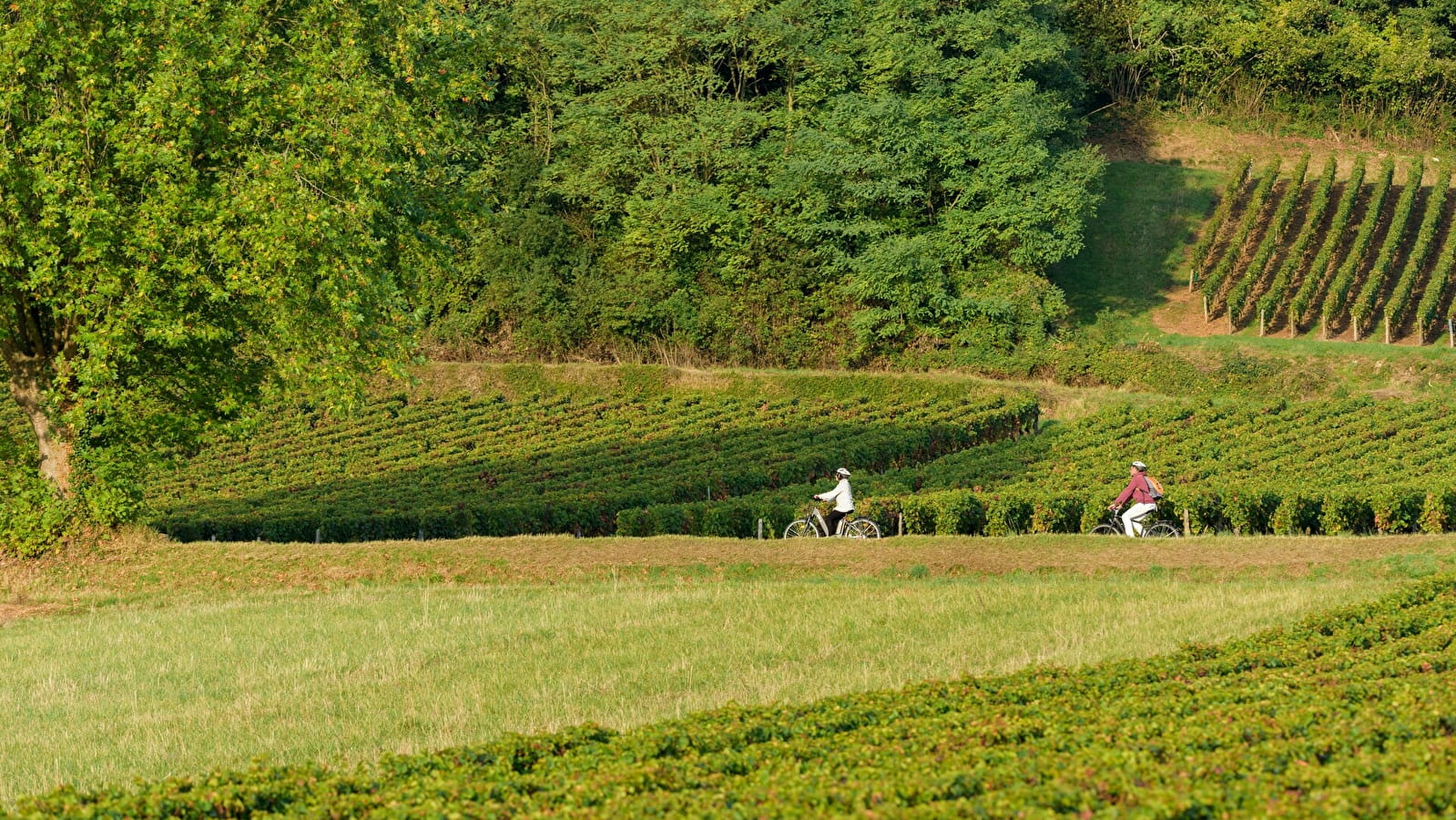 La VélOeno71 : à la rencontre du noble Pinot Noir