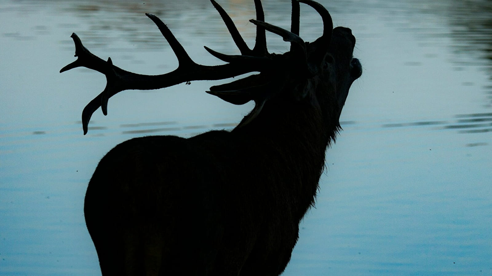 Brâme du cerf