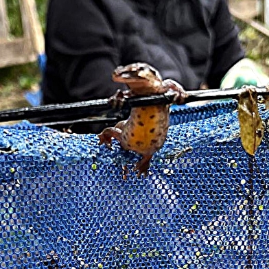 Chantier nature au bois du Ru de Pouilly_ENS2025