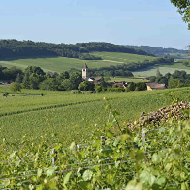 Fantastic Picnic avec mon vigneron