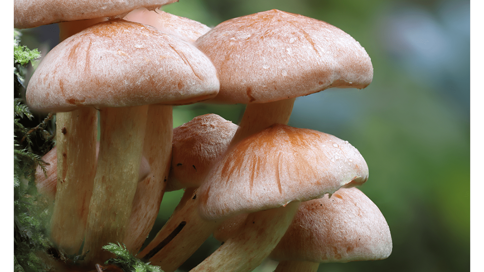 Exposition de champignons 