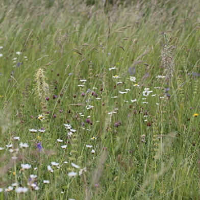 Sortie Nature : Sauvages orchidées Samedi 24 mai 2025