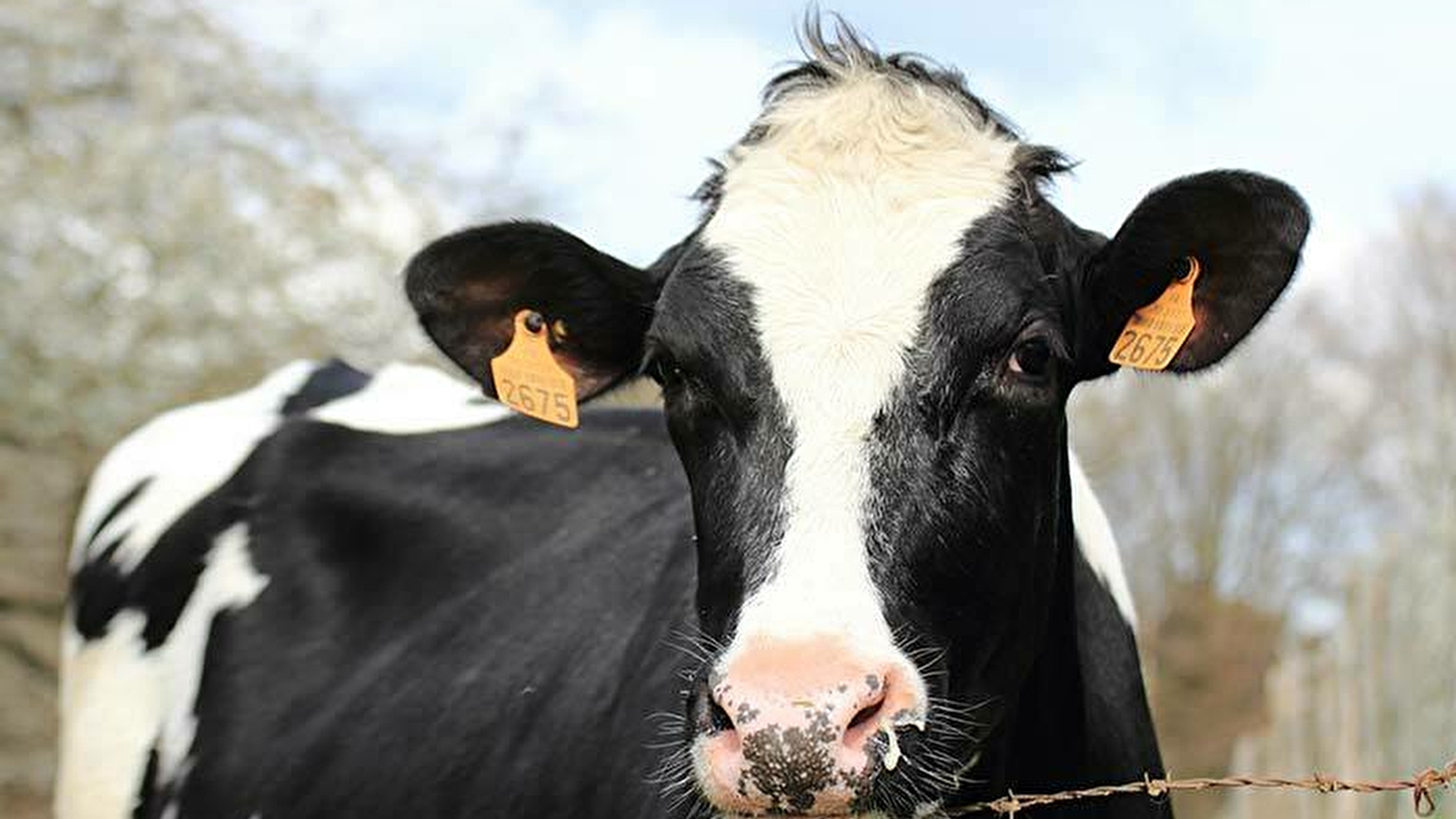 Foire agricole de Saint-Bresson