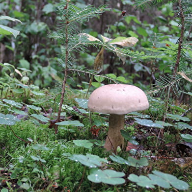 Atelier de détermination de champignons