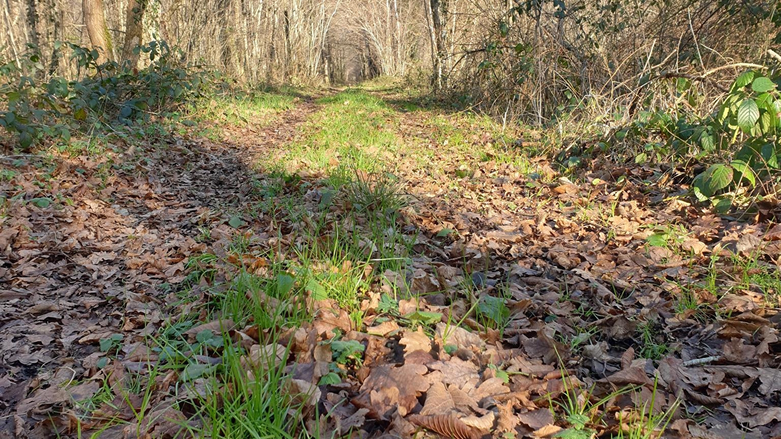 Balade sensorielle , promenons-nous dans les bois à Magny-Montarlot - ENS 2025