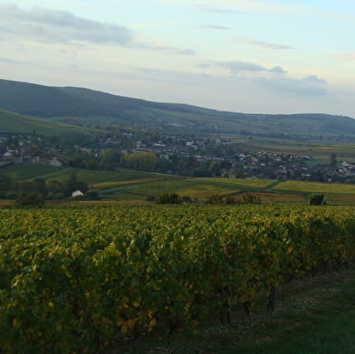 Cave des Vignerons d'Ige