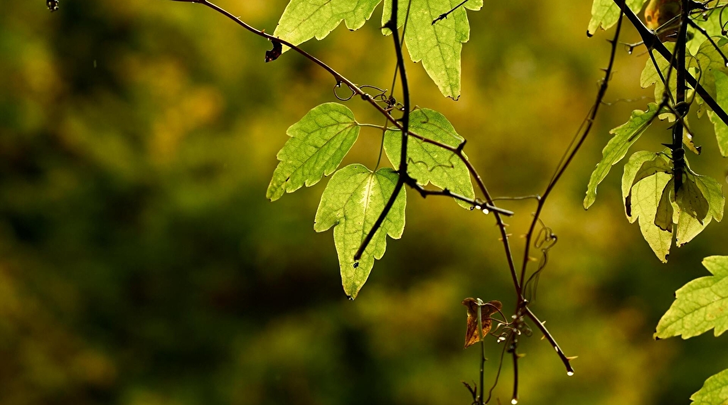 Sortie : les arbres et les arbustes de la forêt