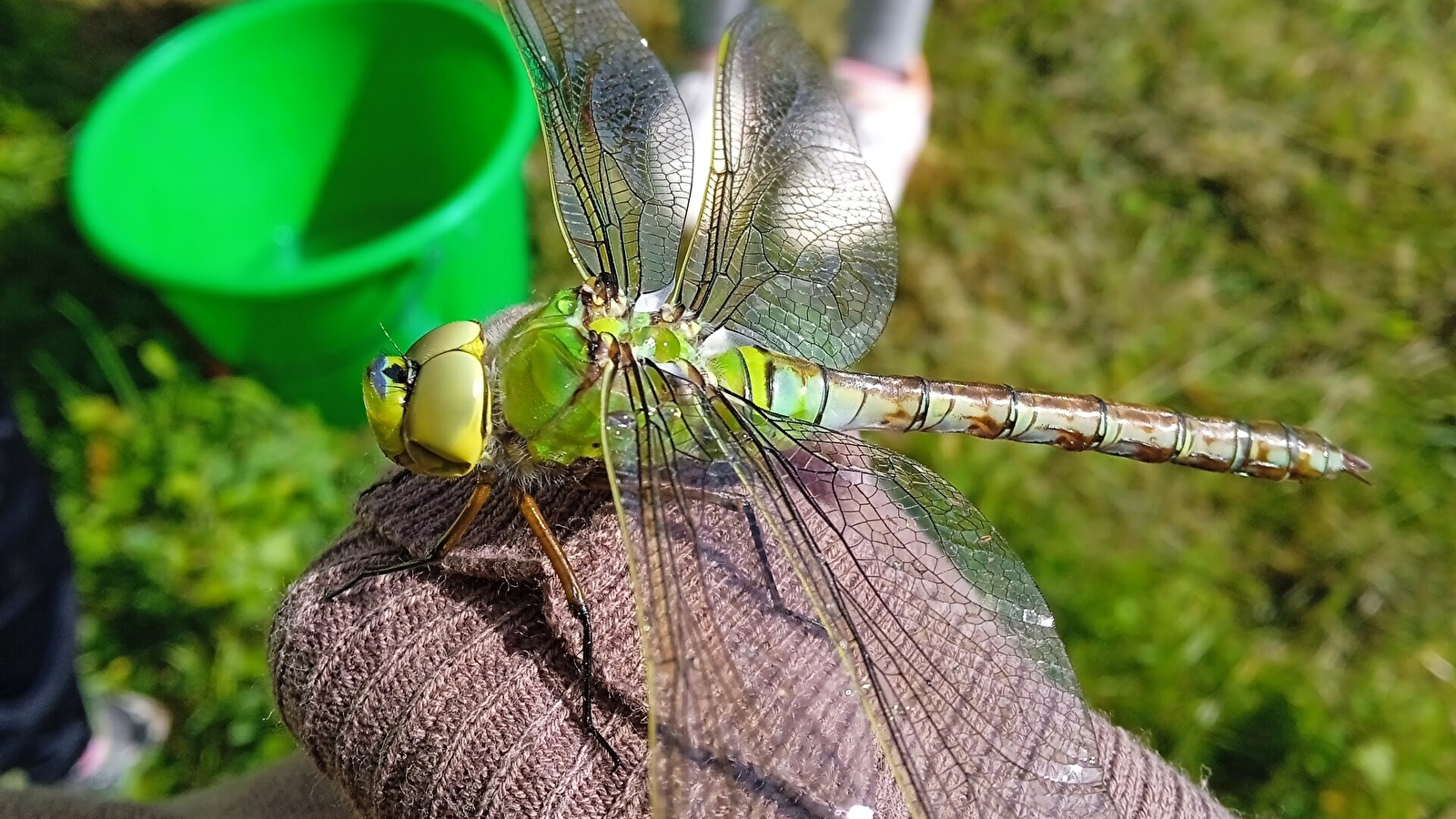 Découverte de la faune aquatique de la sablière de Bressey sur tille_ENS2025